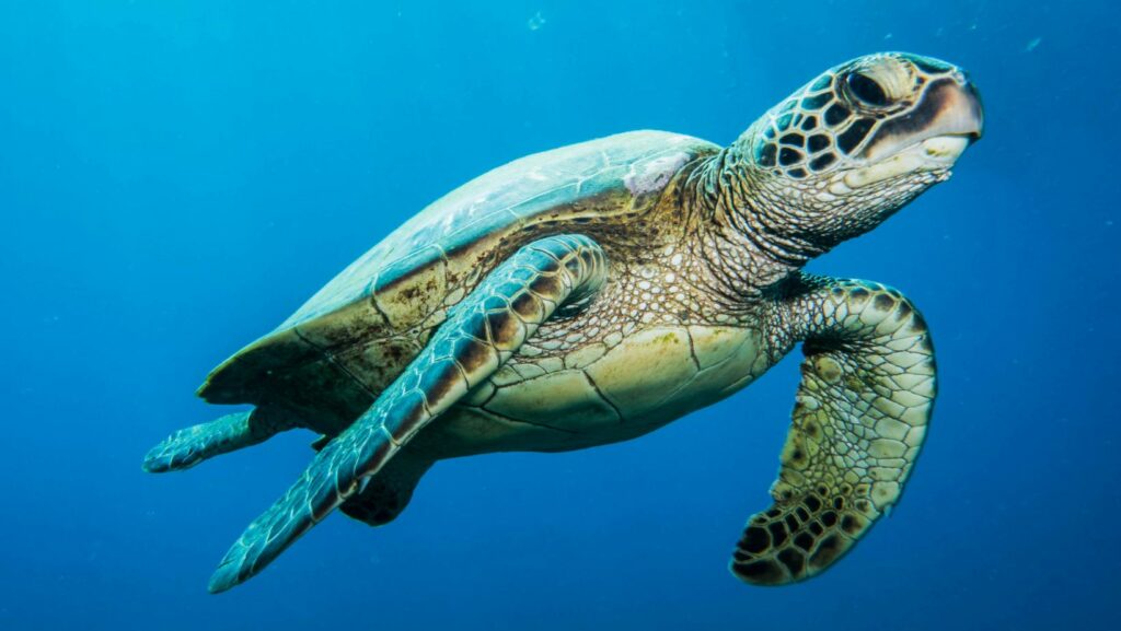 Oil Spills Linked to Decline in Texas Sea Turtle Population